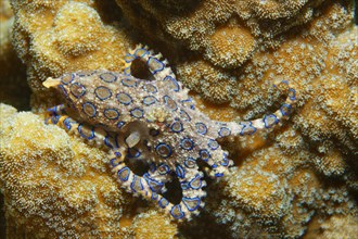 Greater blue-ringed octopus
