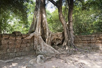 Tree roots in the temple of Ta Prohm