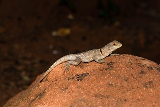 Madagascar Iguana