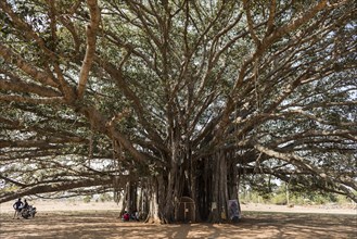 400 year old Banyan tree