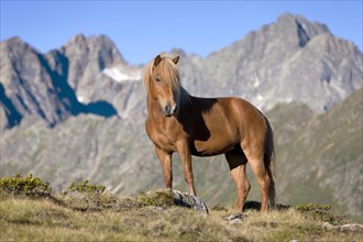 Icelandic horse on pasture in front of mountain range