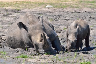 White rhinoceroses