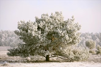 Pine tree with hoarfrost in winter