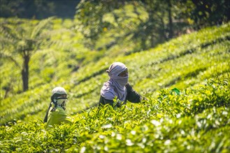Local tea pickers harvest