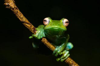 Ankafana bright-eyed frog