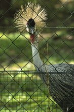 South Africa crown crane