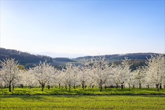 Blossoming cherry trees in the Eggenertal Valley in early spring