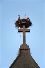 Pairof white storks