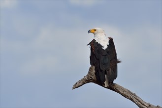 African fish eagle