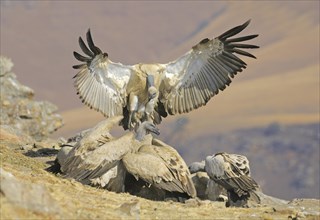 Landing Cape vulture