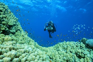 Camera man scuba diver swims near Dome Coral
