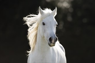 White Arabian stallion galloping