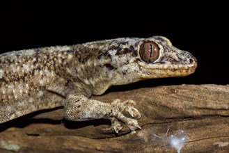 Sakalava Velvet Gecko