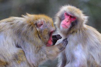 Japanese macaquen