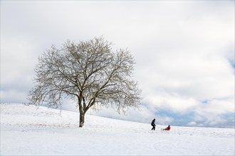 Single tree in snowy landscape with sleigh driver on the Bodanrucken