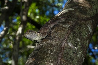 Madagascar collared iguana