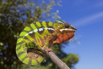 Panther chameleon