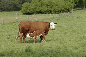 Cow suckling calf on pasture Tangendorf
