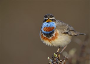 Singing Red-spotted bluethroat