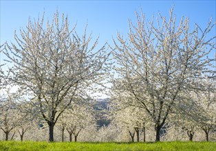 Blossoming cherry trees in the Eggenertal Valley in early spring