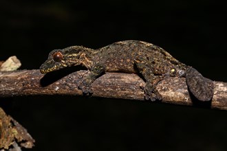 Male leaf-tailed gecko