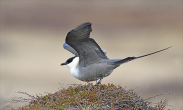 Long-tailed skua or long-tailed jaeger