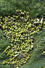 Harvested olives