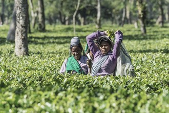Indian women picking tea leaves