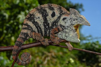 Open mouthed female Malagasy Giant Chameleon