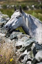 Connemara pony looking over stone wall