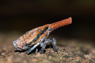 Malagasy lantern bug