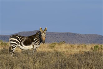 Cape mountain zebra