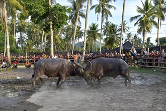 Two water buffalos