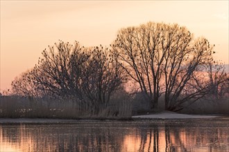 Treetop with cormorants