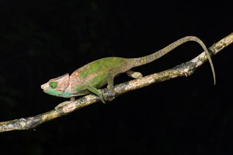 O'Shaughnessy's chameleon