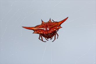 Sting spider