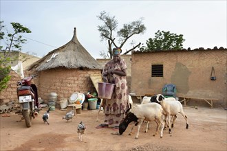 Woman feeding chickens and sheep with corn and sorghum