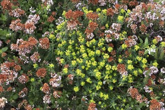 Heather vegetation with Mediterranean Heather