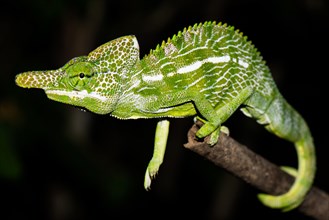 Labord's chameleon