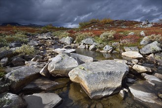 Mountain stream in a colourful autumn landscape on the Saltfjellet