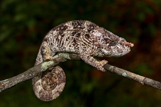 Male short-horned chameleon