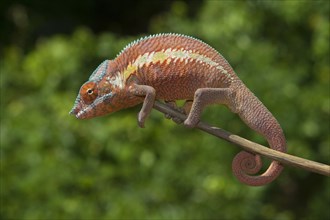 Panther chameleon