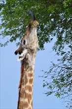 South African giraffe or cape giraffe