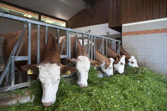 Dairy cows in an excercise pen eating grass
