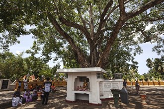 Locals sitting around sacred fig or bodhi