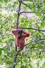 Juvenile Sumatran orangutan