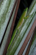 Giant Madagascar Day gecko