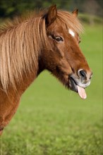 Icelandic horse with tongue out