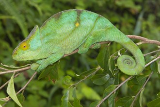 Parson's chameleon