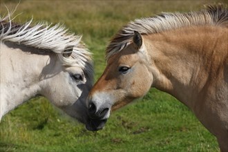 Norwegian Fjord ponies
